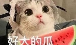 网红吃瓜郡,揭秘美食背后的故事